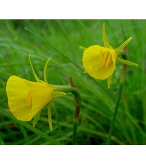 Narciso bulbocodium conspicuus