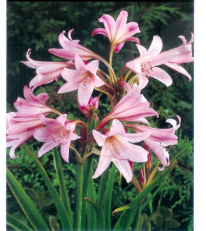 Crinum powellii