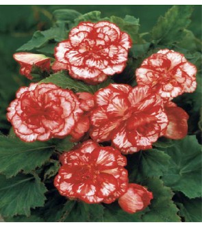 Begonia Marmorata