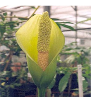 Amorphophallus Nepalensis