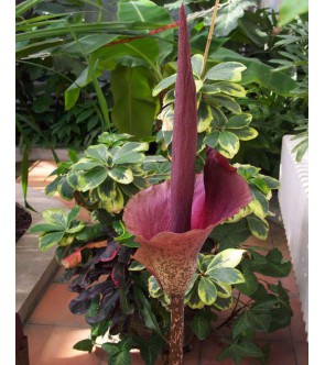Amorphophallus Rivieri Konjac