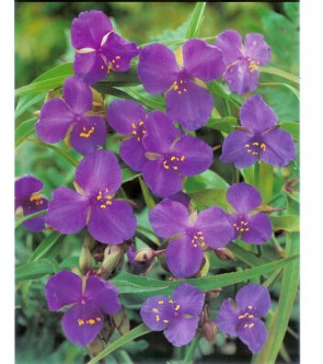 Tradescantia andersoniana...