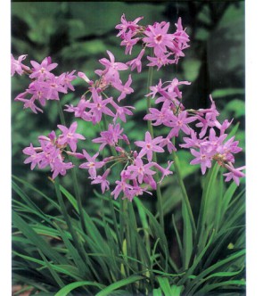 Tulbaghia Violacea