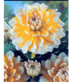 Dalia decorativa Seattle
