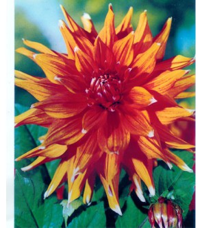 Dalia cactus Colour Spectable