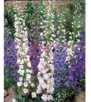 Delphinium Miscuglio