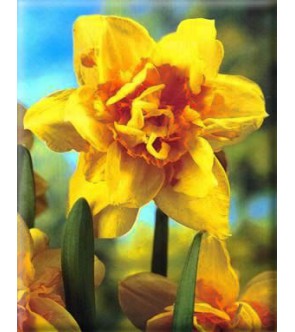 Narciso doppio Texas