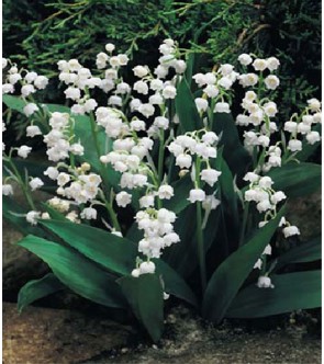 Convallaria majalis (...