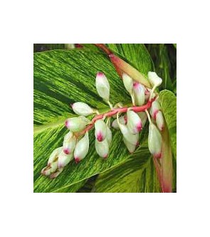 Alpinia Shell Ginger