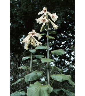 Cardiocrinum Giganteum...