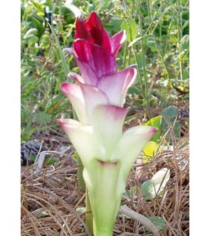 Curcuma zeodaria