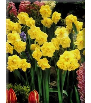 Narciso doppio Yellow Cheerfulnes