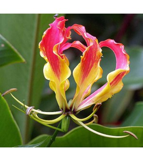 Gloriosa Superba