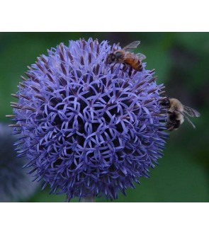 Echinops ritro Blù