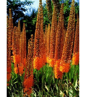 Eremurus Pinocchio