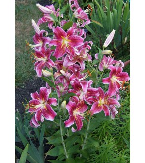 Lilium Star Gazer
