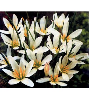 Zephyranthes Candida