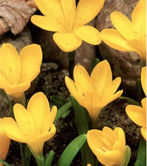 Zephyranthes Citrina