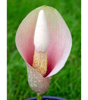 Amorphophallus Bulbifer