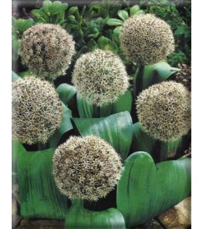 Allium karataviense Ivory...