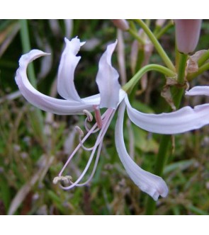 Nerine bowdenii Pink Triumph