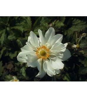 Anemone hybrida Whirlwind