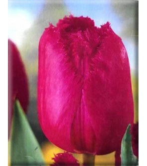 Tulipano crispa Burgundi Lace