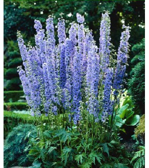 Delphinium  Summer Skies