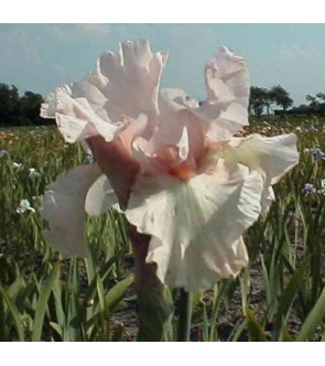 Iris germanica profumato...