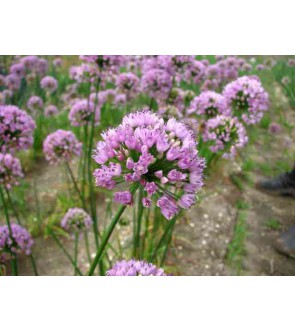 Allium angulosum