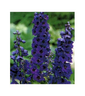 Delphinium Black Knight