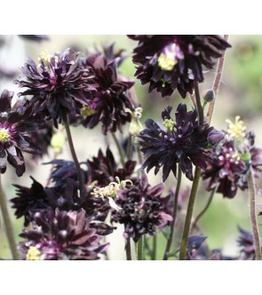 Aquilegia Black Barlow