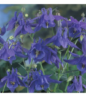 Aquilegia Blue Barlow