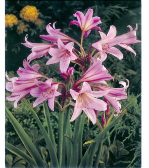 Amaryllis Belladonna Rosa