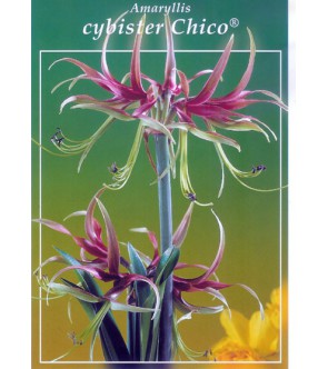 Amaryllis Chico