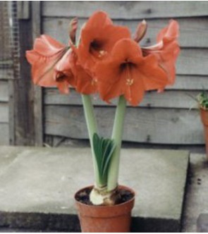 Amaryllis Orange Souvereign