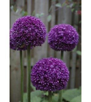 Allium Ambassador