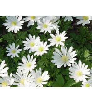 Anemone Blanda White Splendour