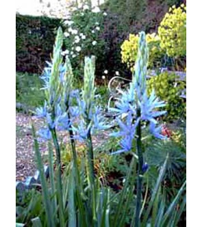 Camassia Leichtlinii Caerulea