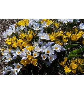 Crocus chrysanthus in...