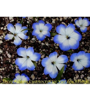 Tecophilaea cyanocrocus...
