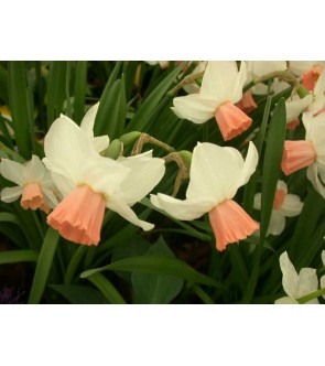 Narciso cyclamineus Reggae