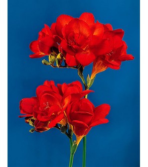 Fresie doppie rosse Jessica