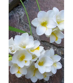 Fresie semplici bianche...