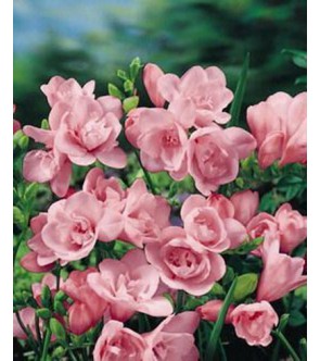 Fresie doppie rosa Elan