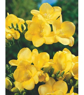 Fresie semplici gialle...