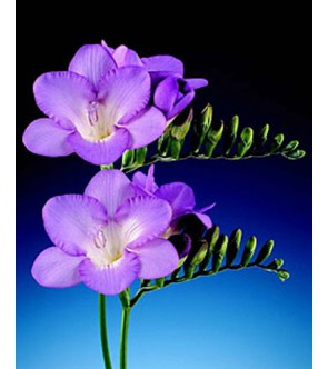 Fresie semplici blù Royal Blue