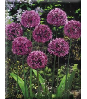 Allium aflatunense Purple...