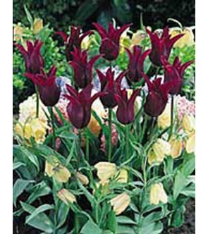 Tulipano fior di giglio...