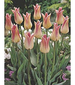 Tulipano fior di giglio...